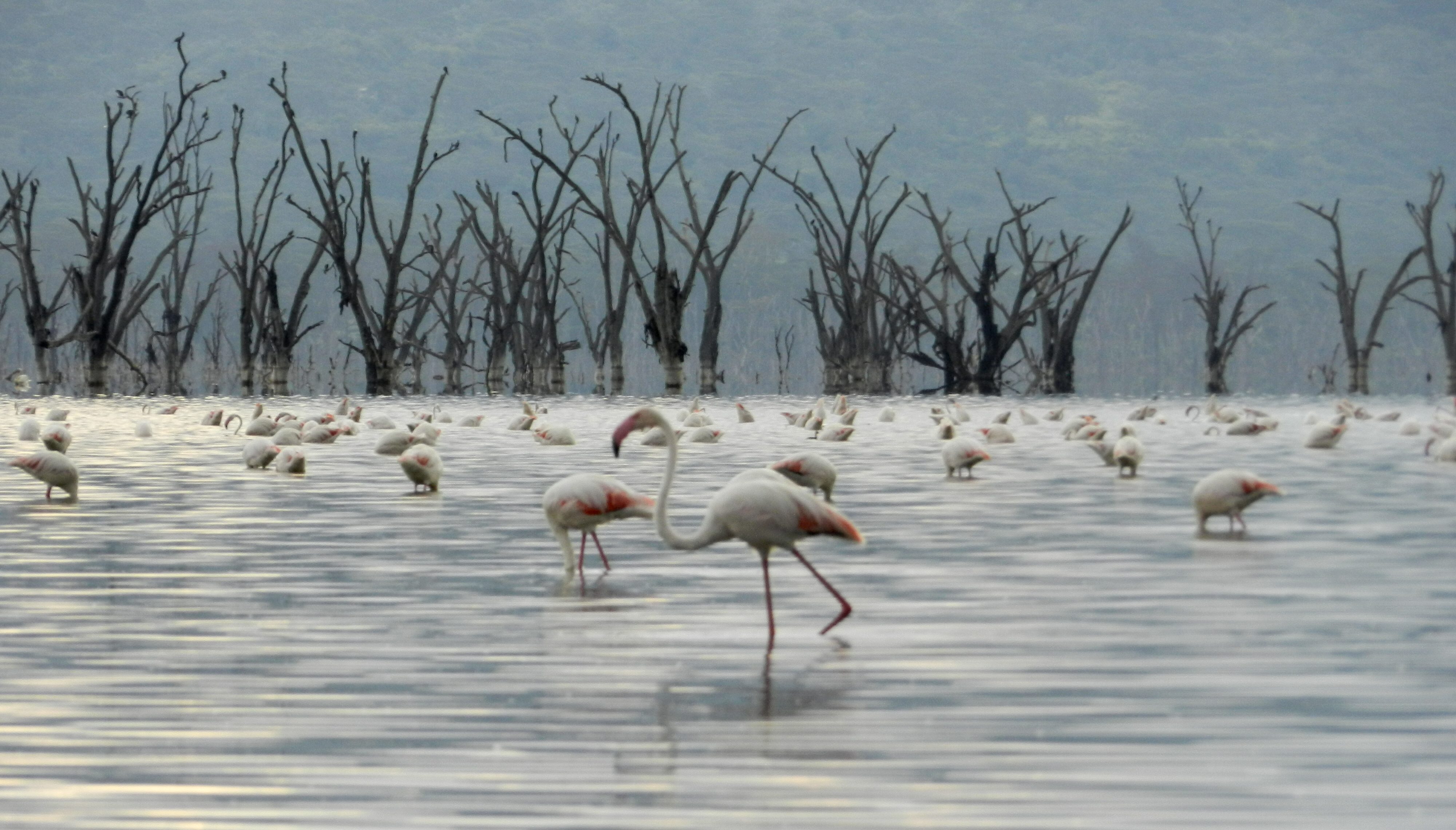 Pink Flamingos at the Pink Lake, Nakuru NP in Kenya